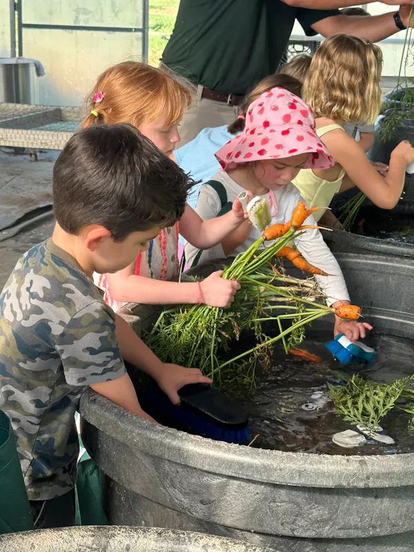 hand, child, toddler, leisure, soil, bucket