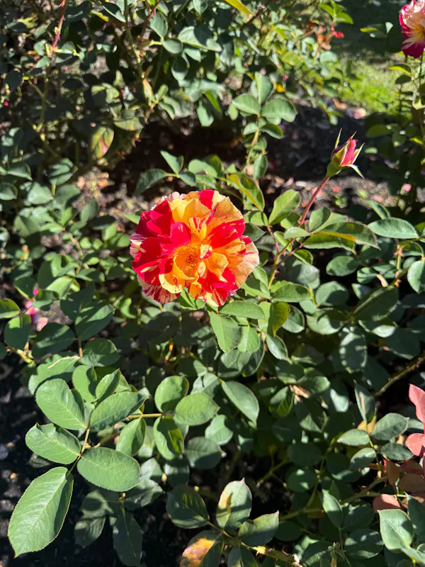 flower, petal, yellow, red, green, pink