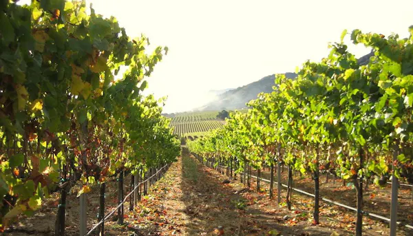 agriculture, vineyard, plantation, grapes, grape leaves, vine