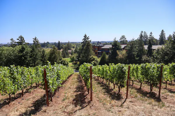 shrub, plantation, agriculture, vineyard, grapevines, conifers