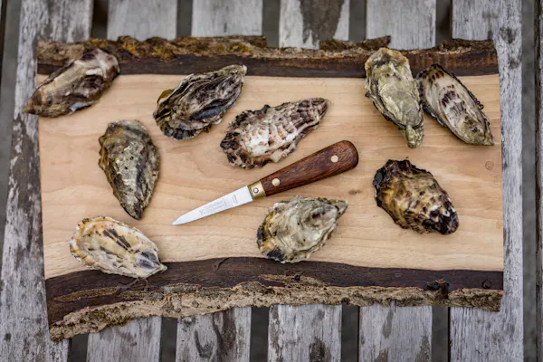 food, seafood, oyster, ingredient, bivalvia, natural material
