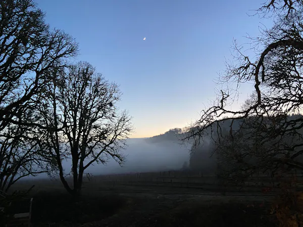 branch, nature, atmospheric phenomenon, natural landscape, dusk, twig