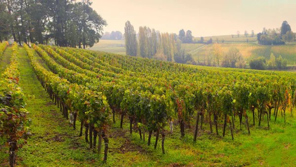 green, agriculture, plantation, vineyard, field, crop