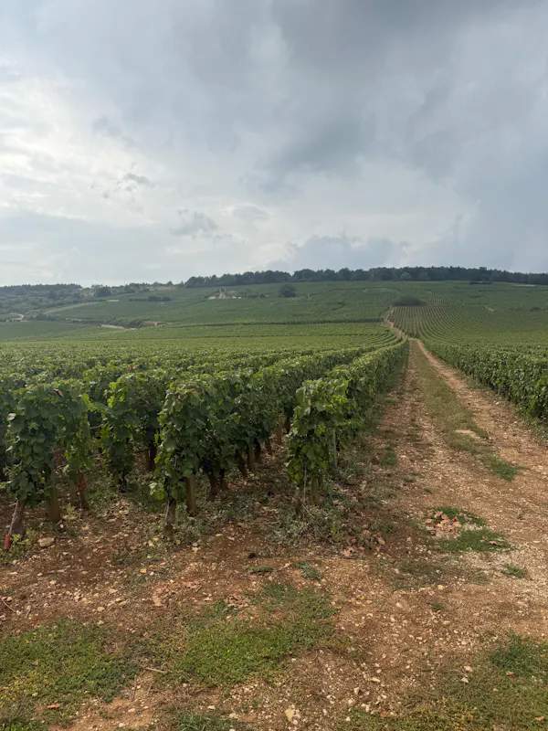 agriculture, plantation, plain, field, rural area, plant community