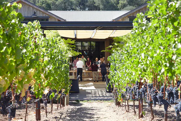 agriculture, plantation, vineyard, shade, grapes, grapevines
