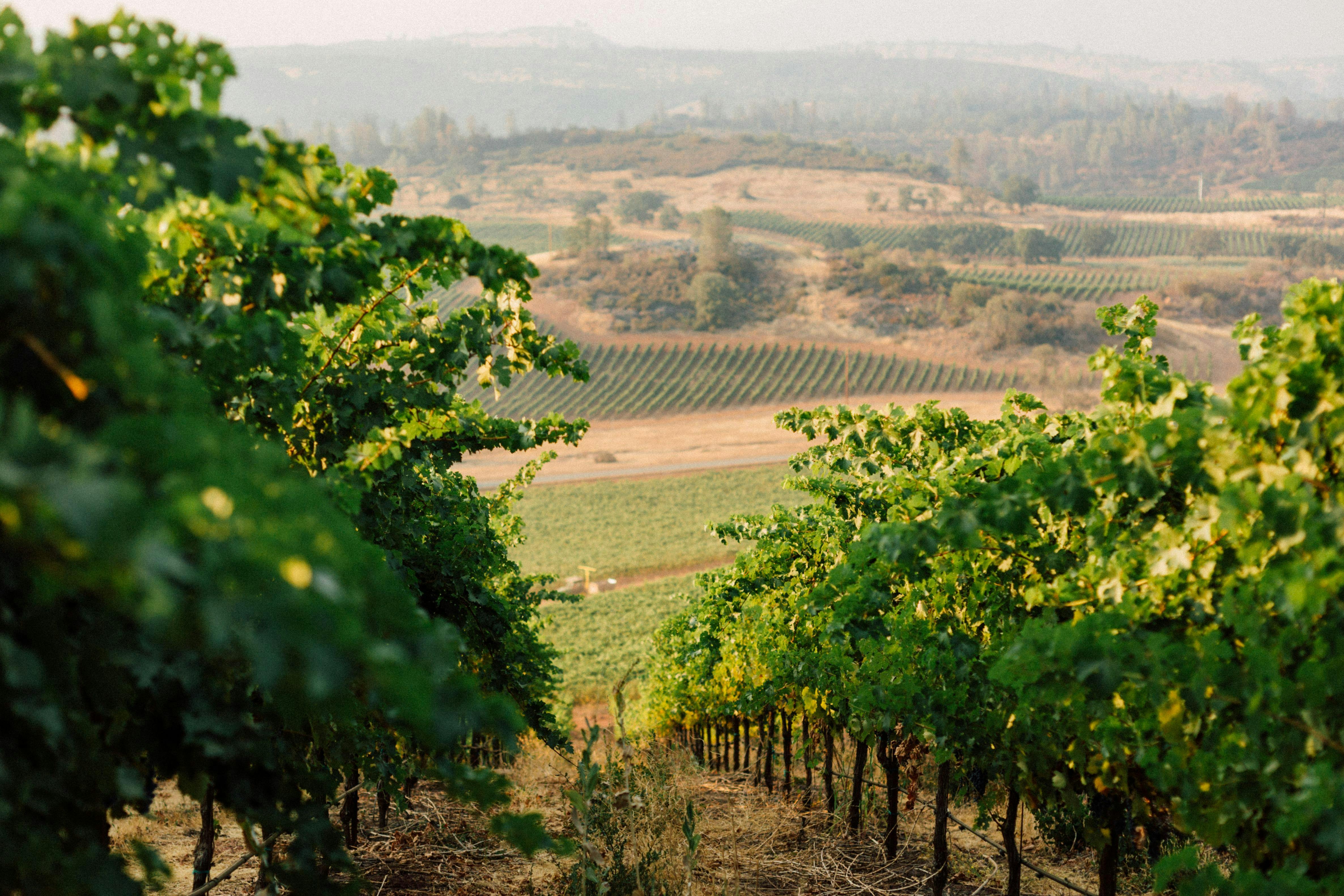 Langtry Farms Winery
