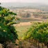 Langtry Farms Winery