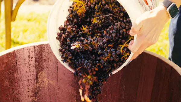 produce, food, fruit, ingredient, grapes, grape