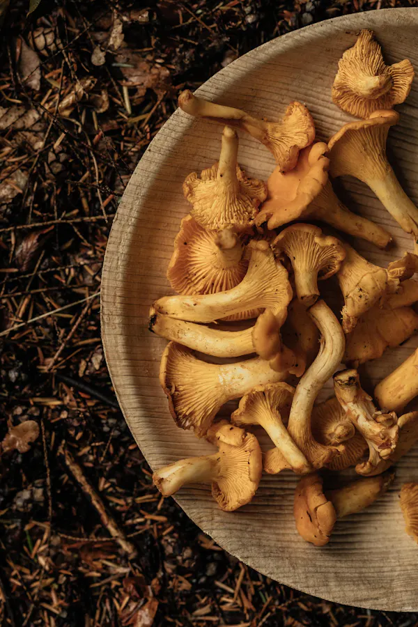 mushroom, plant, ingredient, wood, terrestrial plant, fawn