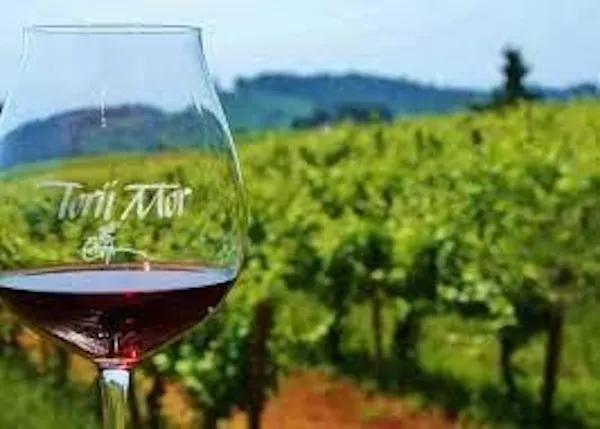liquid, drinkware, tableware, stemware, barware, fluid