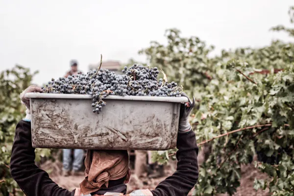 agriculture, farmworker, grapes, fruit, produce, grape