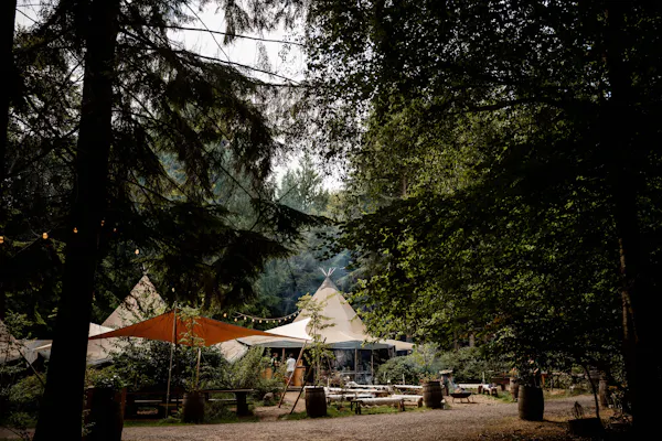 forest, tent, woodland, trunk, camping, shade