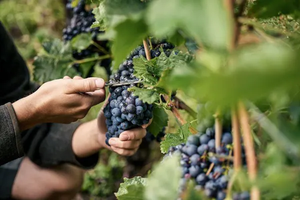 fruit, farmworker, grapes, produce, seedless fruit, fruit tree
