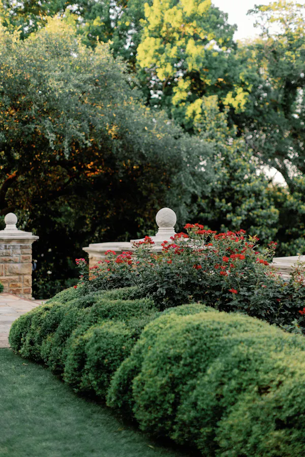 leaf, shrub, garden, hedge, groundcover, spring
