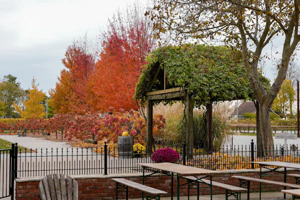 leaf, autumn, woody plant, garden, fence, shade