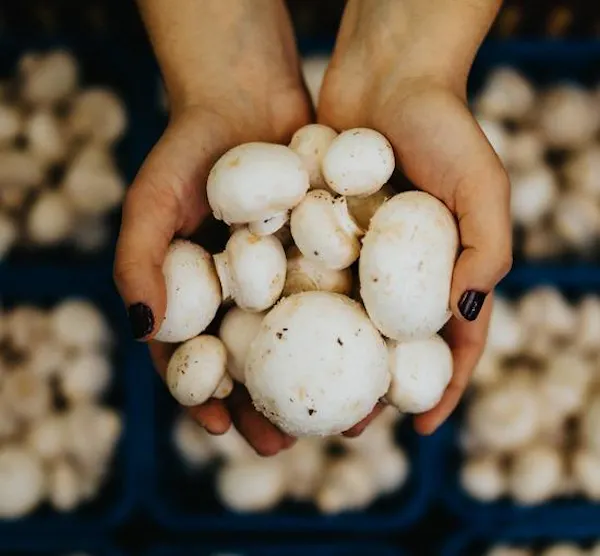 fungus, mushroom, ingredient, natural foods, agaricaceae, common mushroom