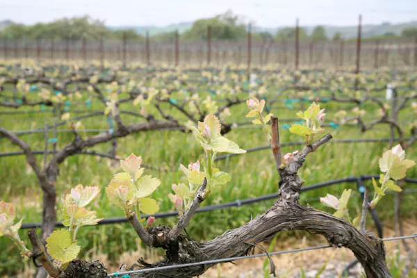 agriculture, field, plantation, soil, plant stem, grape leaves