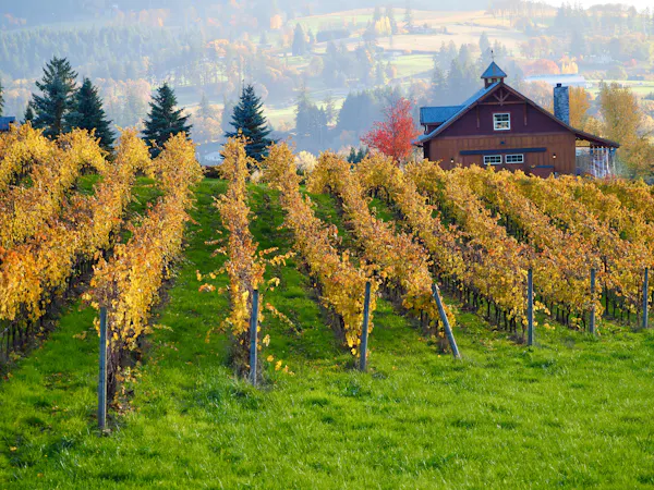 green, yellow, agriculture, plantation, rural area, vineyard