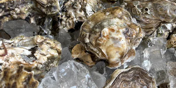oyster, bivalvia, natural material, shellfish, seashell, mollusca