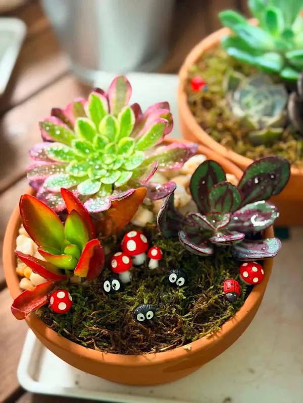 flowerpot, houseplant, succulent plant, echeveria, floral design