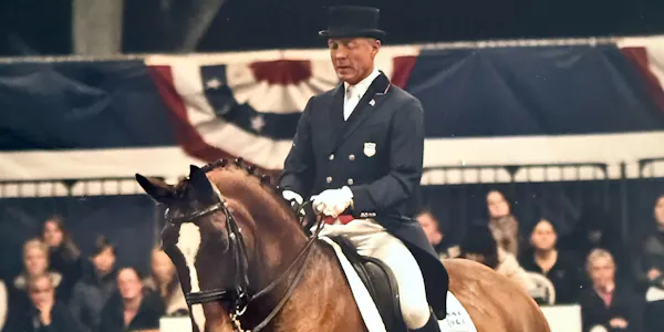 horse, formal wear, bridle, horse tack, english riding, horse supplies