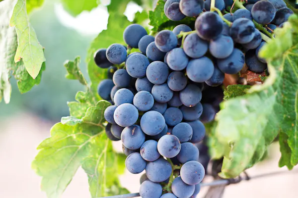 grape, grape leaves, seedless fruit, blueberry, fruit, grapevine family