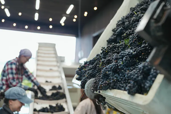 grape, grapes, natural foods, produce, grapevines