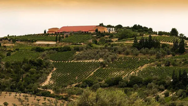 agriculture, plantation, winery