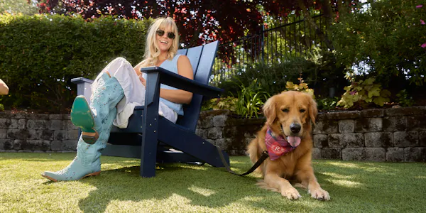 dog, carnivores, furniture, outdoor furniture, sitting, chair