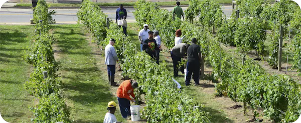 agriculture, plantation, farmworker, grapes, soil, crop