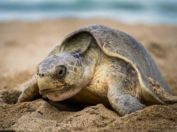 reptile, turtle, vertebrate, sea turtle, tortoise, kemp's ridley sea turtle