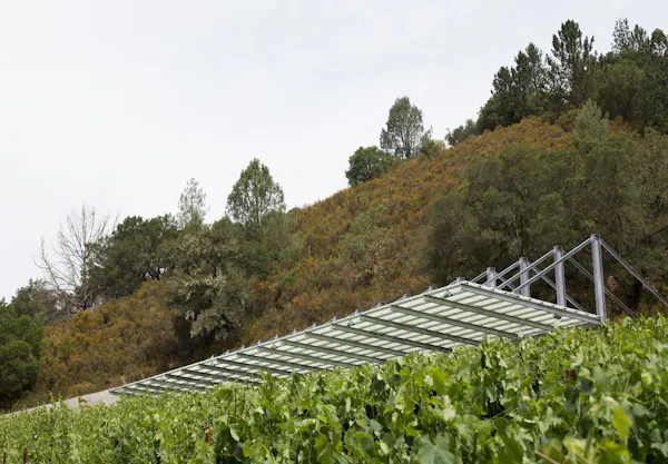 plantation, agriculture, field, crop, vineyard, farm