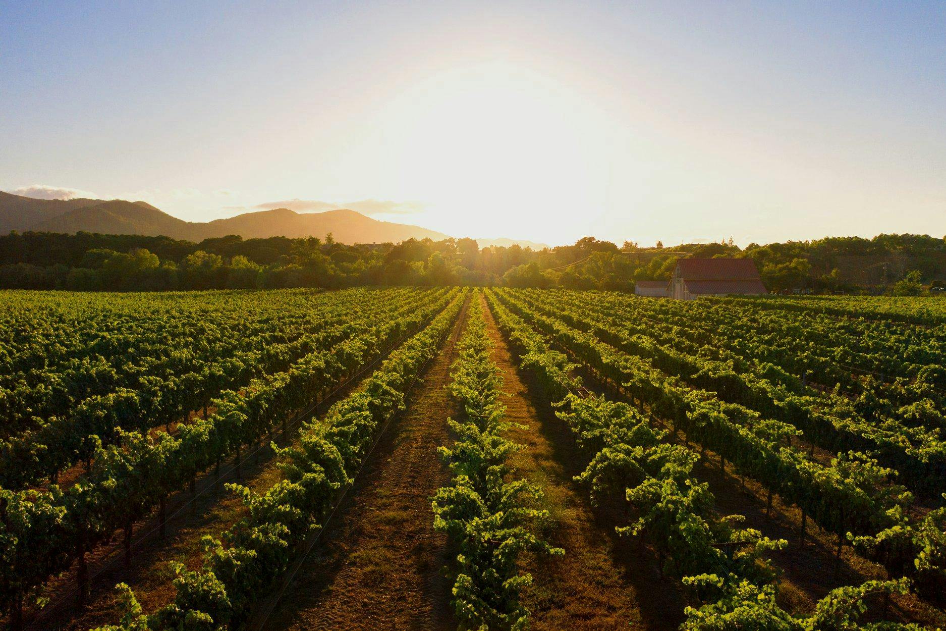 Coquelicot Estate Vineyard