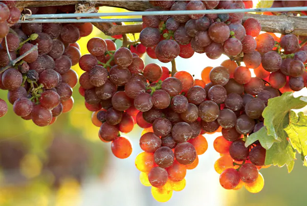 grape, seedless fruit, fruit, grapevine family, natural foods, food