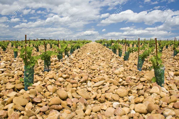 soil, agriculture, plantation, field, cactus