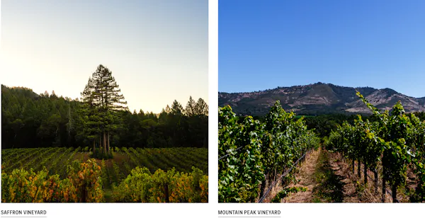 hill station, plantation, agriculture, larch, valley, tropical and subtropical coniferous forests