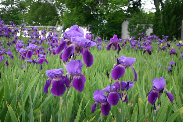 flower, green, plants, petal, purple, garden