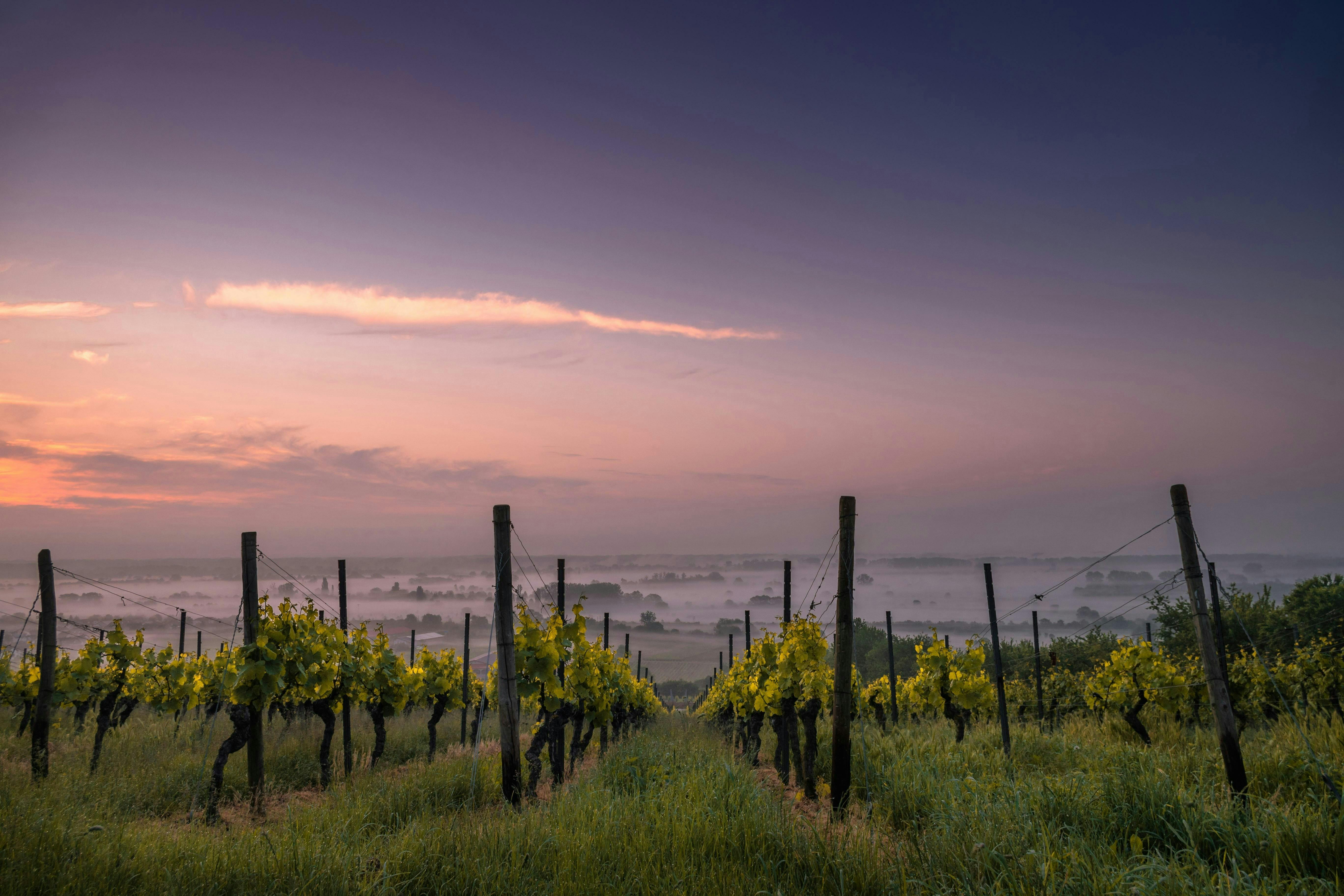 Evesham Wood & Haden Fig Winery