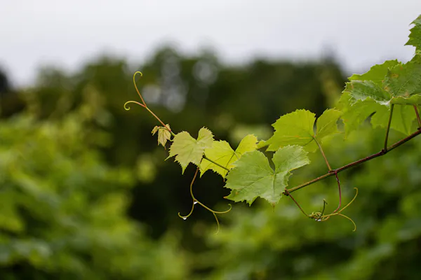 green, twig, grape leaves, grapes, plant stem, grapevines