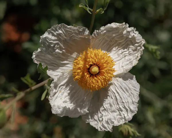 flower, yellow, petal, matilija poppies, flowering plant, pollen