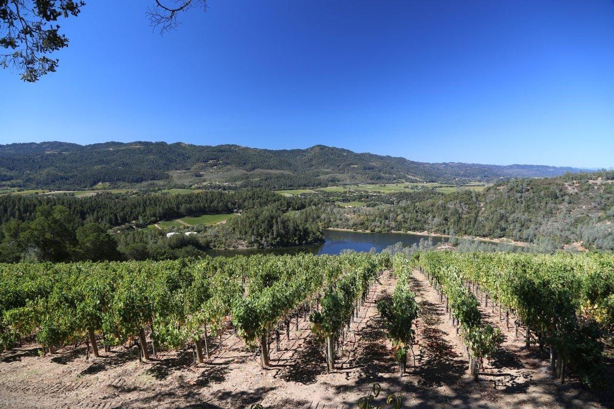 VIADER Vineyards and Winery