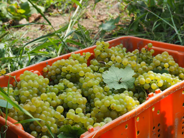 food, produce, fruit, grape, natural foods, seedless fruit