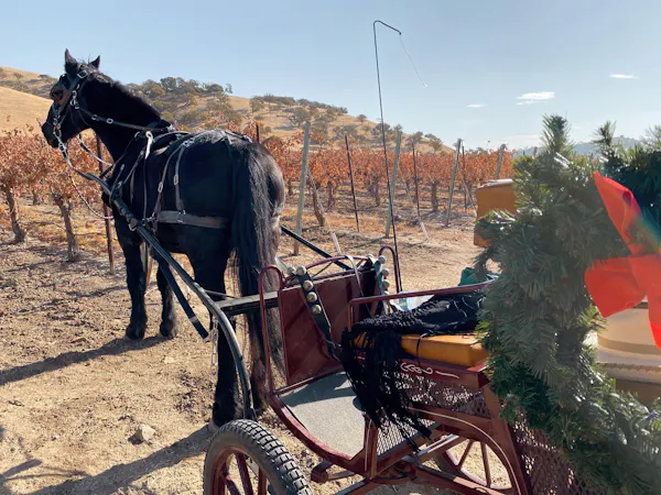 mode of transport, wheel, carriage, working animal, spoke, horse