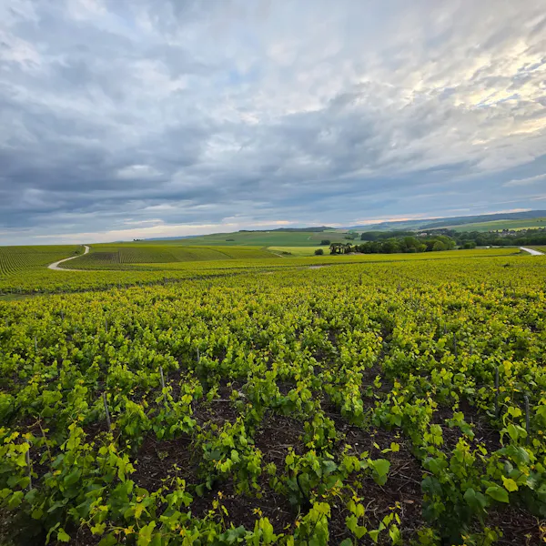 green, agriculture, field, plain, horizon, plantation