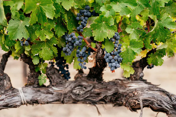 fruit, produce, fruit tree, seedless fruit, grape, food