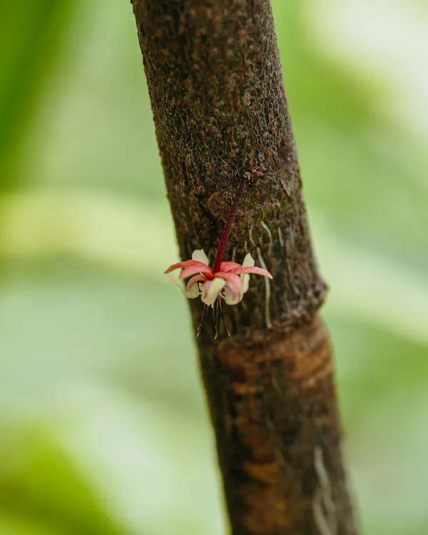 petal, pink, close-up, plant stem, macro photography, pedicel