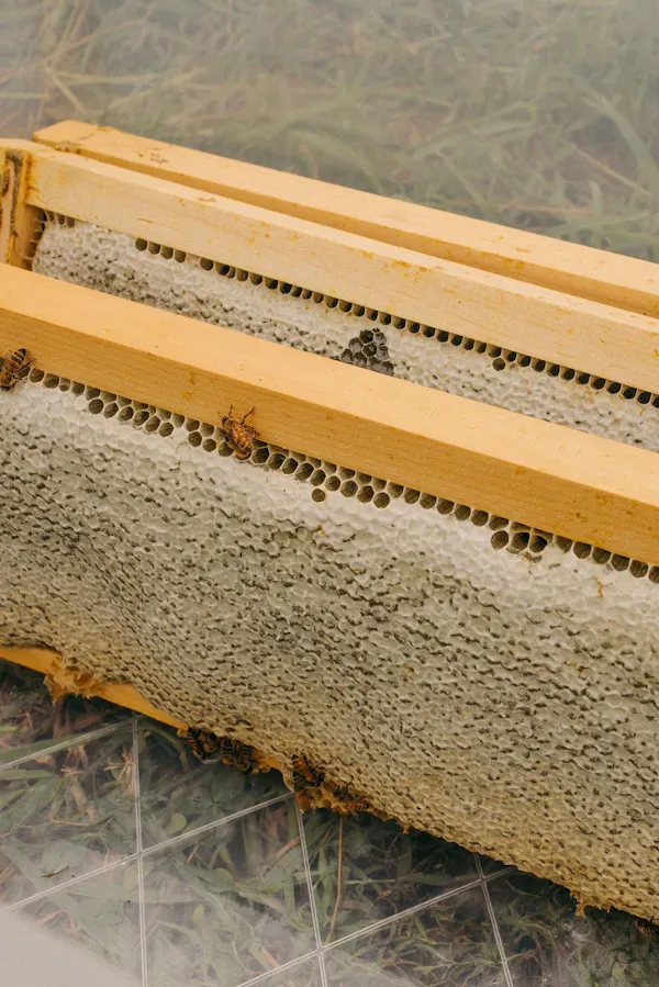 pollinator, natural material, apiary, insect, honeycomb, arthropod