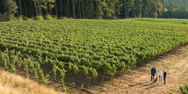 green, agriculture, plantation, field, crop, vineyard
