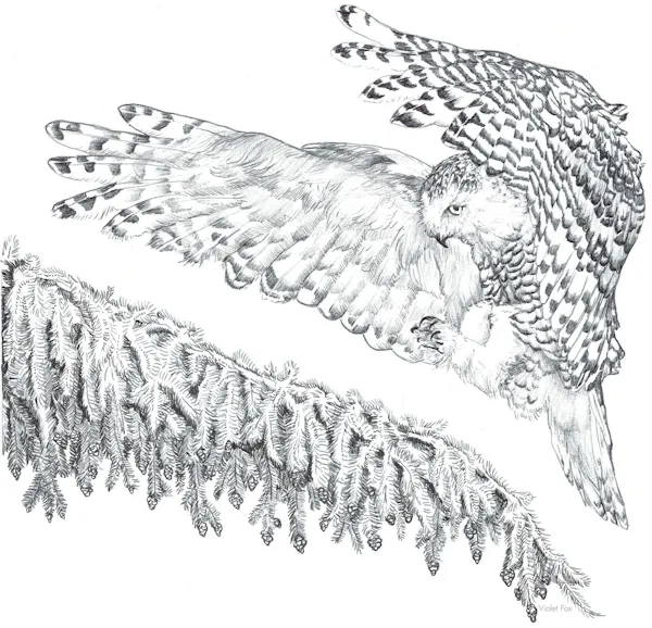 bird, vertebrate, wing, drawing, accipitridae, bird of prey