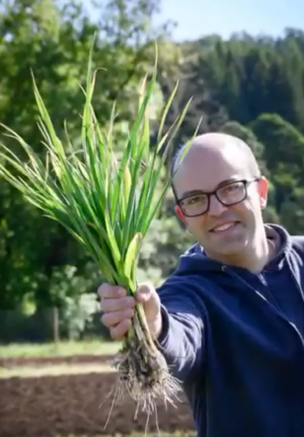 ingredient, grasses, produce, agriculture, welsh onion
